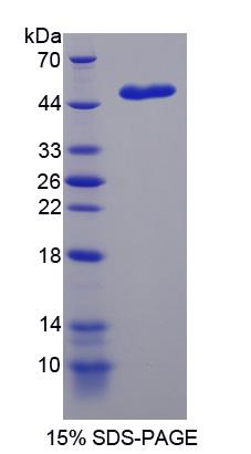 Recombinant Non Metastatic Cells 5, Protein NM23A Expressed In (NME5)