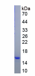 Recombinant Nucleotide Binding Oligomerization Domain Containing Protein 2 (NOD2)
