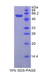 Recombinant Granzyme D (GZMD)