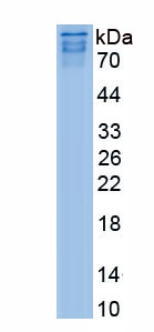 Recombinant WW Domain Containing E3 Ubiquitin Protein Ligase 1 (WWP1)