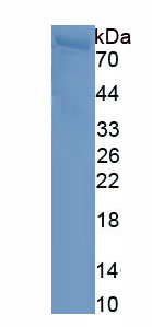 Recombinant Cell Division Cycle Protein 45 (CDC45)