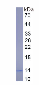 Recombinant V-Ets Erythroblastosis Virus E26 Oncogene Homolog 2 (ETS2)