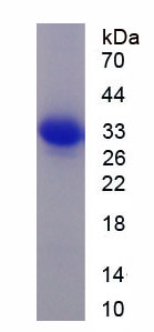 Recombinant Mitogen Activated Protein Kinase Kinase Kinase 7 Interacting Protein 1 (MAP3K7IP1)