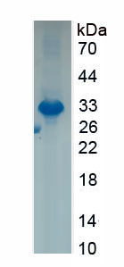 Recombinant MutL Homolog 3 (MLH3)