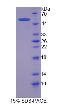 Recombinant Nuclear Factor, Erythroid Derived 2 Like Protein 2 (NFE2L2)