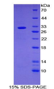 Recombinant Src Homology 2 Domain Containing Adapter Protein B (SHB)