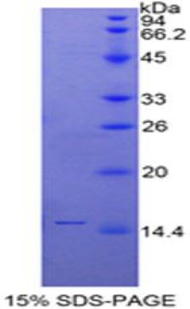Recombinant Secreted Ly6/uPAR Related Protein 1 (SLURP1)