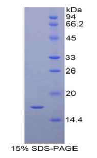 Recombinant Retinol Binding Protein 7, Cellular (RBP7)