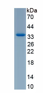 Recombinant N-Acetyltransferase 8 Like Protein (NAT8L)