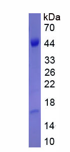 Recombinant Cell Division Cycle Protein 37 Like Protein 1 (CDC37L1)