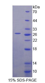 Recombinant Heat Shock 70kDa Protein 12B (HSPA12B)