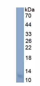 Recombinant Olfactory Receptor 51E2 (OR51E2)