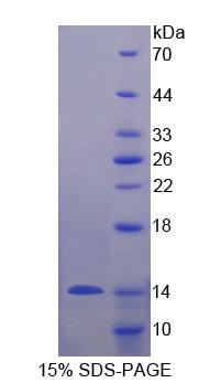 Recombinant Mucin 3B, Cell Surface Associated (MUC3B)