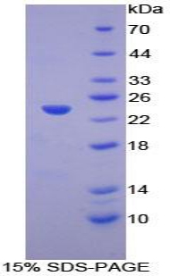 Recombinant Linker For Activation Of T-Cells Family, Member 2 (LAT2)