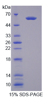 Recombinant Uromodulin Like Protein 1 (UMODL1)