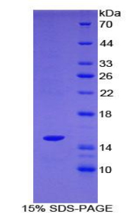 Recombinant SH2 Domain Containing Protein 1A (SH2D1A)