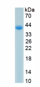 Recombinant Homeobox Protein C11 (HOXC11)