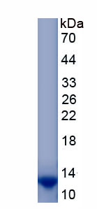 Recombinant Melanoma Antigen Family A3 (MAGEA3)