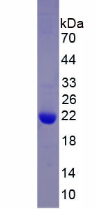 Recombinant Interleukin 1 Theta (IL1q)