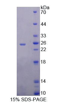 Recombinant Ribonuclease A9 (RNASE9)