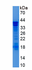RPR215Hu01.jpg