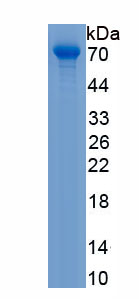 Recombinant UDP-N-Acteylglucosamine Pyrophosphorylase Like Protein 1 (UAP1L1)