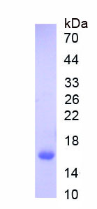 Recombinant Transmembrane Protein 2 Like Protein (TMEM2L)