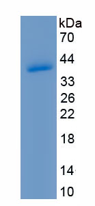 Recombinant Hypoxia Inducible Domain Family, Member 1A (HIGD1A)