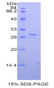 Recombinant A Disintegrin And Metalloprotease 5 (ADAM5)