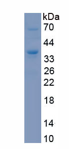 Recombinant Isochorismatase Domain Containing Protein 1 (ISOC1)