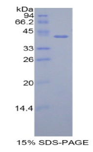 Recombinant Histone Cluster 1, H2ah (HIST1H2AH)