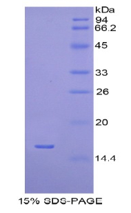 Recombinant H2A Histone Family, Member J (H2AFJ)