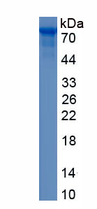 Recombinant DDB1 And CUL4 Associated Factor 10 (DCAF10)