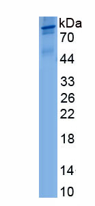 Recombinant Tripartite Motif Containing Protein 56 (TRIM56)