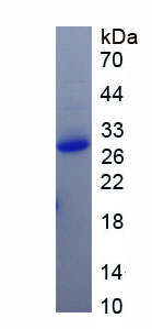 Recombinant WW And C2 Domain Containing Protein 2 (WWC2)