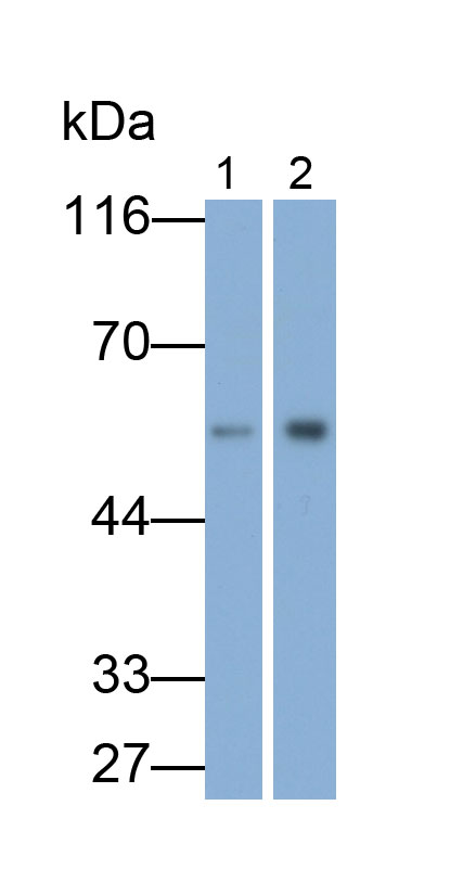HRP-Linked Mouse Anti-Human IgG Polyclonal Antibody
