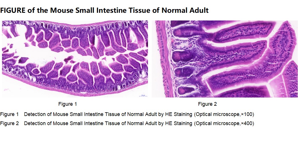 Mouse Small intestine Tissue of Normal Adult