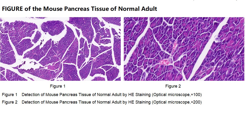 Mouse Pancreas Tissue of Normal Adult