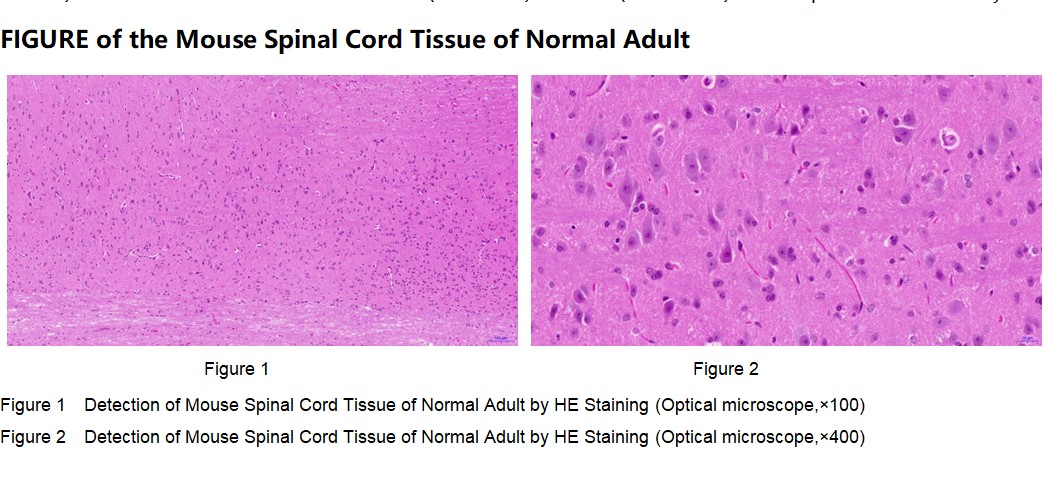 Mouse Spinal Cord Tissue of Normal Adult