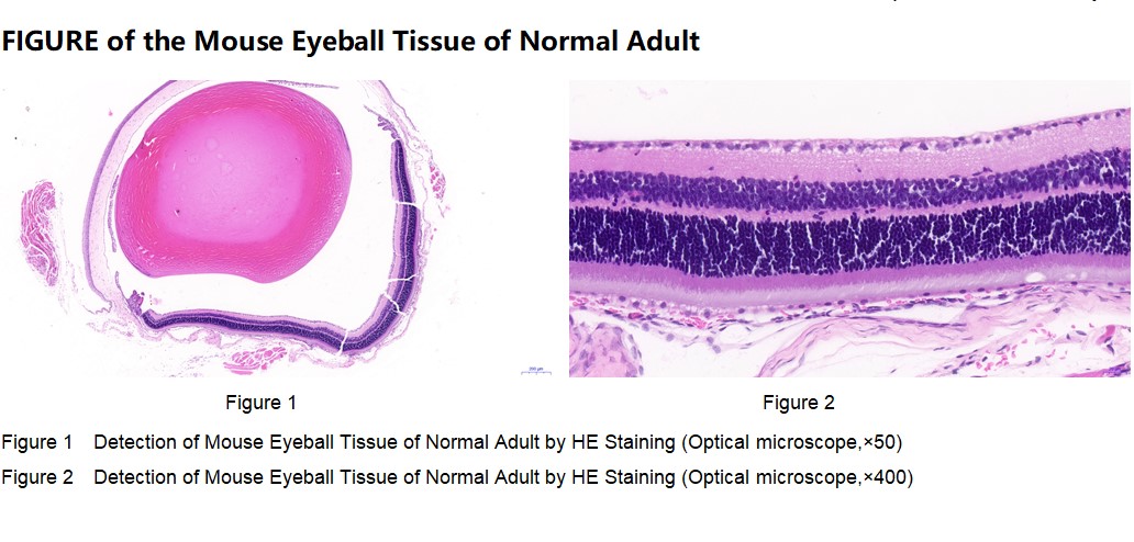 Mouse Eyeball Tissue of Normal Adult
