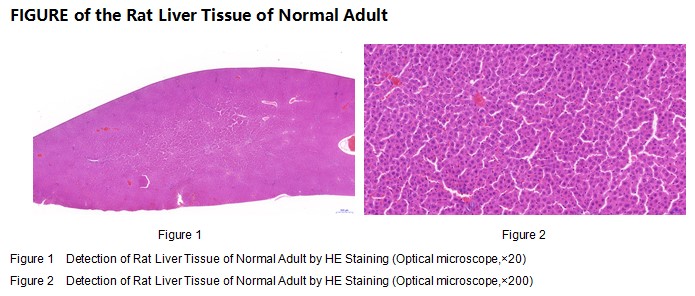 Rat liver Tissue of Normal Adult