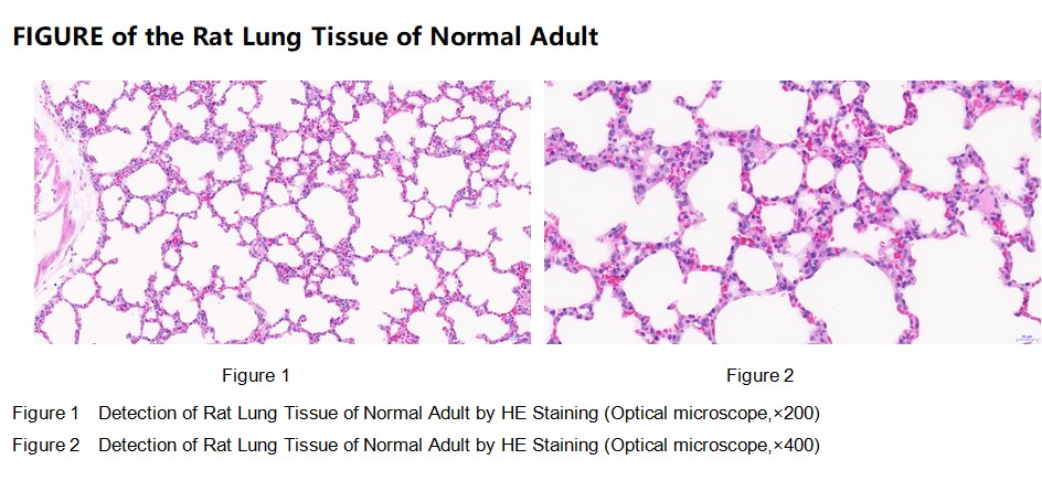 Rat Lung Tissue of Normal Adult