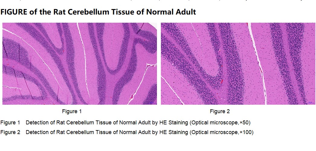Rat Cerebellum Tissue of Normal Adult
