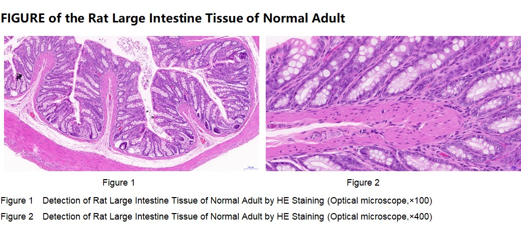 Rat Large Intestine Tissue of Normal Adult