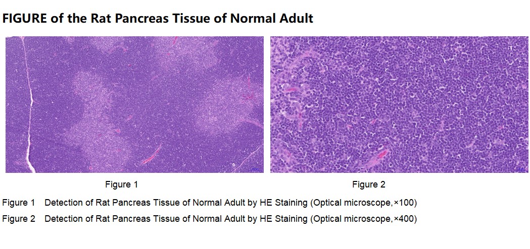 Rat Pancreas Tissue of Normal Adult