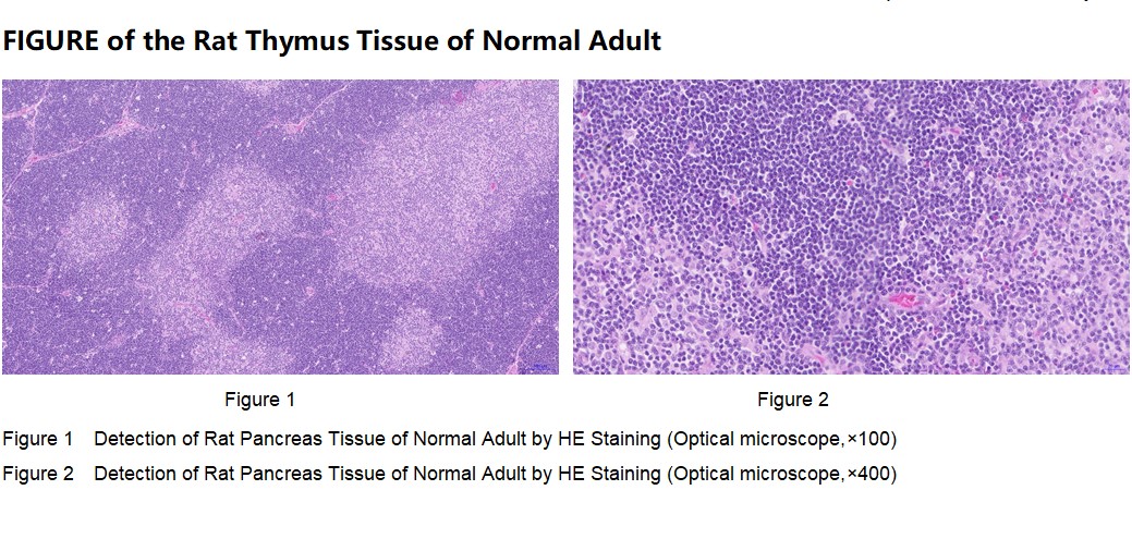 Rat Thymus Tissue of Normal Adult