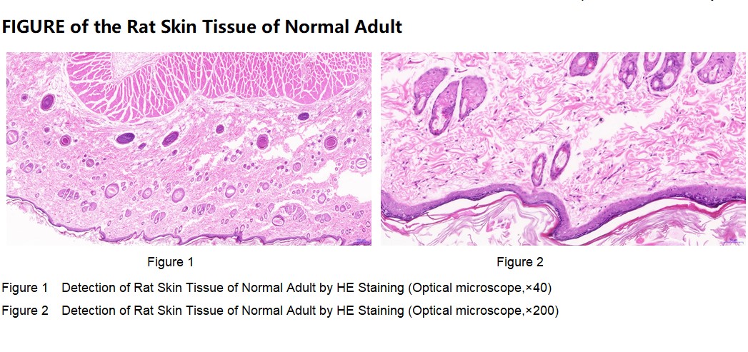 Rat Skin Tissue of Normal Adult