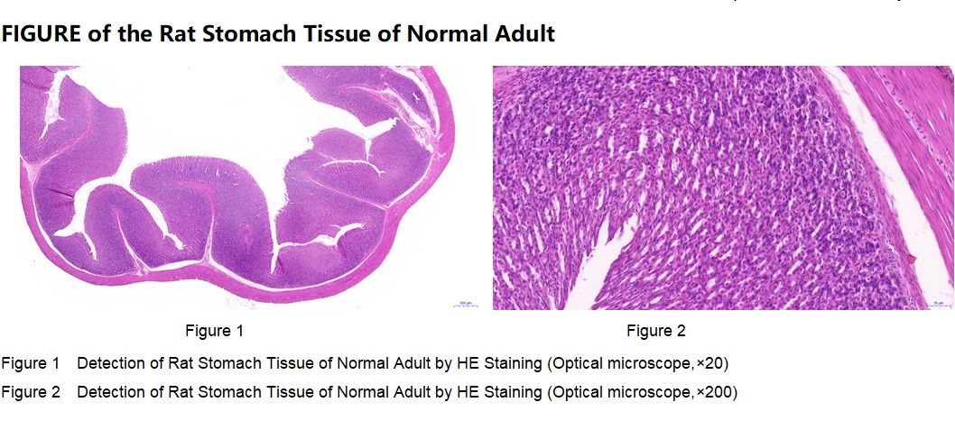 Rat Stomach Tissue of Normal Adult