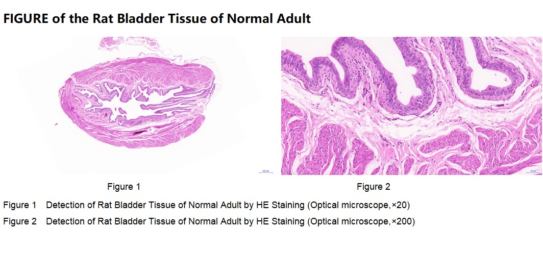 Rat Bladder Tissue of Normal Adult