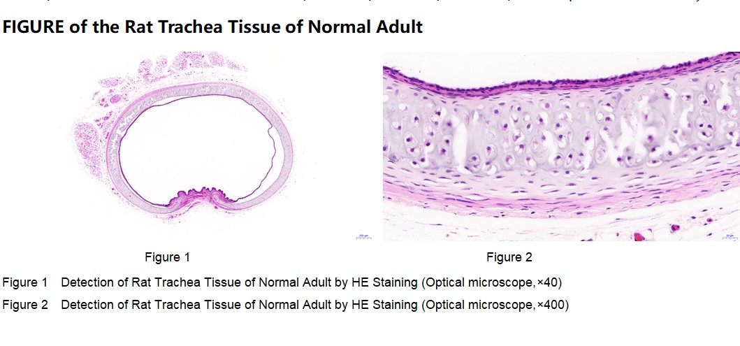 Rat Trachea Tissue of Normal Adult